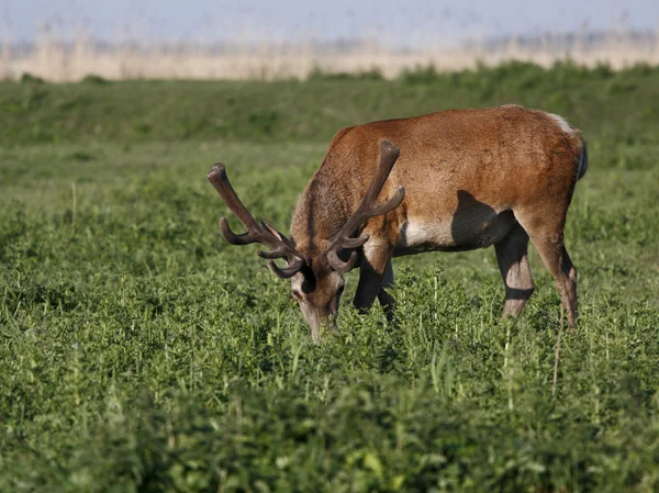 草を食む鹿中 — ストック写真