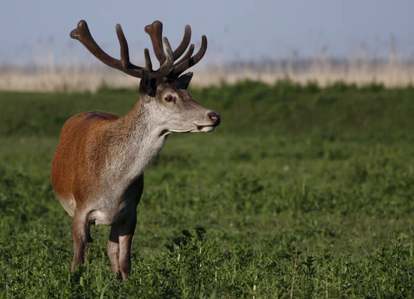 Deer in field — Stock Photo, Image