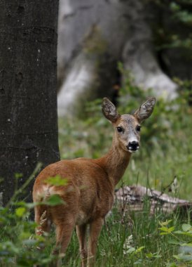 Wild deer clipart