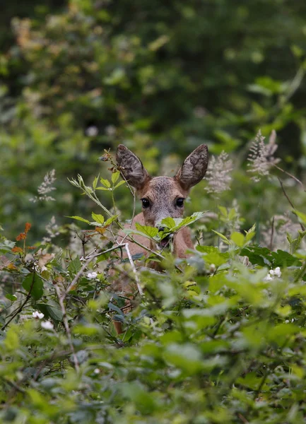 食べることの野生の鹿 — ストック写真