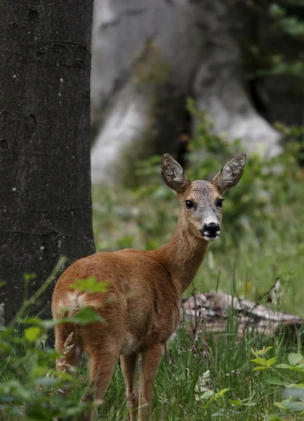 野生の鹿 — ストック写真