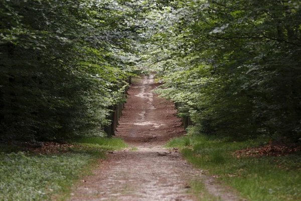 stock image Dutch Forrest