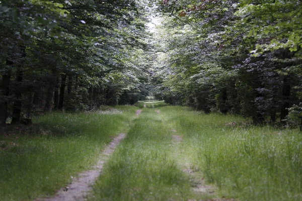 stock image Forrest road