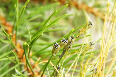 Caterpillar Ladin üzerinde