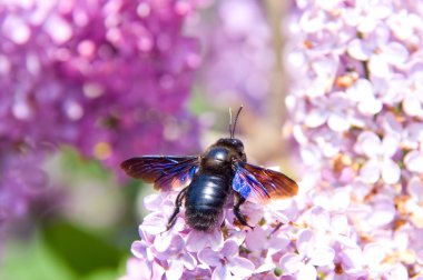 Bbig Avrupa marangoz arı (Xylocopa violacea) üzerinde leylak