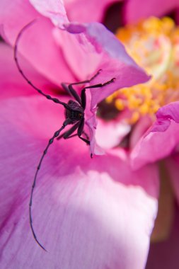 Longhorn beetle on peony clipart