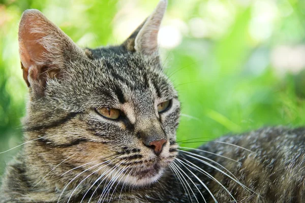 stock image Just a grey cat