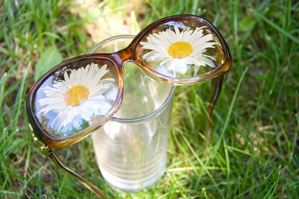 Chamomile reflecting in glasses — Stock Photo, Image