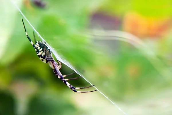 Suuri keltainen ja musta hämähäkki — kuvapankkivalokuva