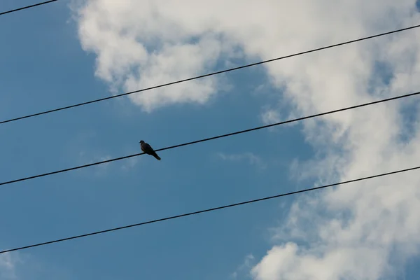 Vogel auf einem Draht — Stockfoto