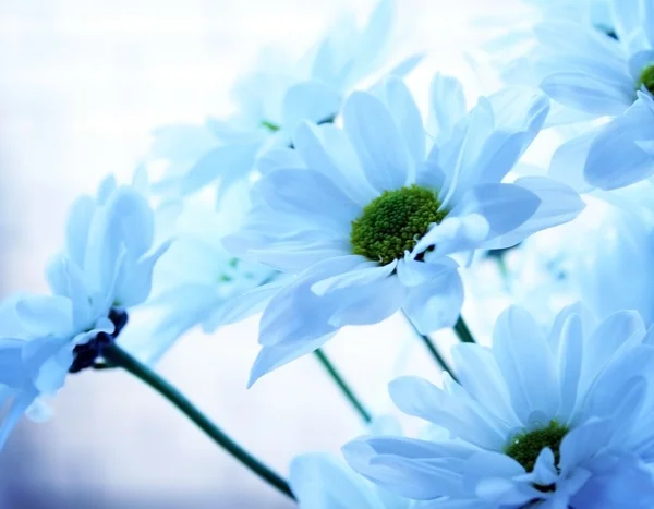 Blommor — Stockfoto