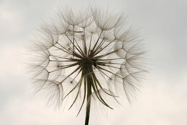 stock image Dandelion