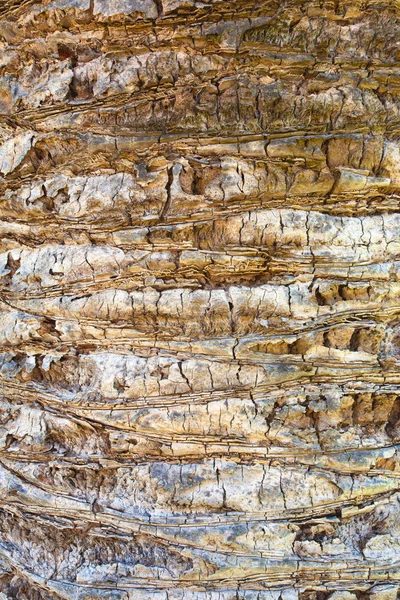 Textura palmera — Foto de Stock
