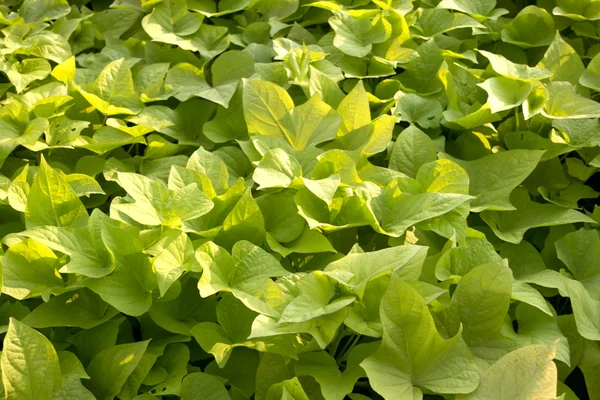 stock image Green leaves plant