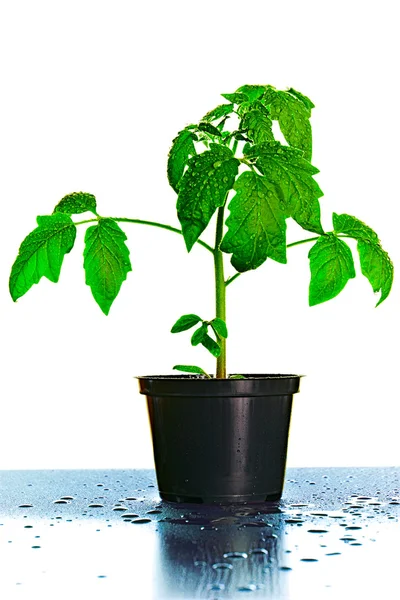 Planta de mudas de tomate — Fotografia de Stock