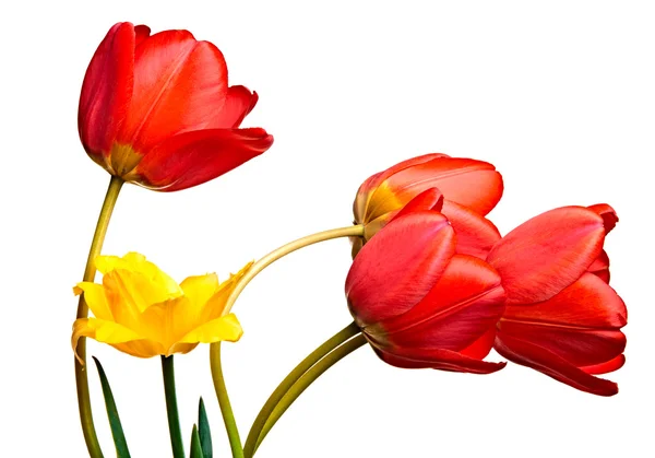 Tulipanes de primavera aislados en blanco —  Fotos de Stock