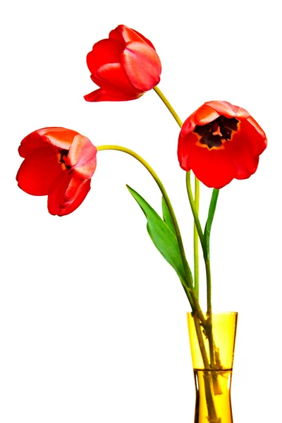Spring Tulpen geïsoleerd op wit — Stockfoto