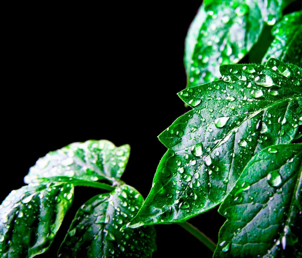 Leaf with rain droplets — Stock Photo, Image