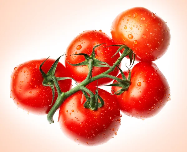 Tomate maduro —  Fotos de Stock