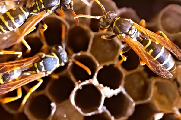スズメバチの巣 — ストック写真