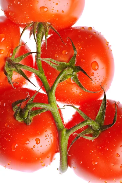 Olgun domates — Stok fotoğraf