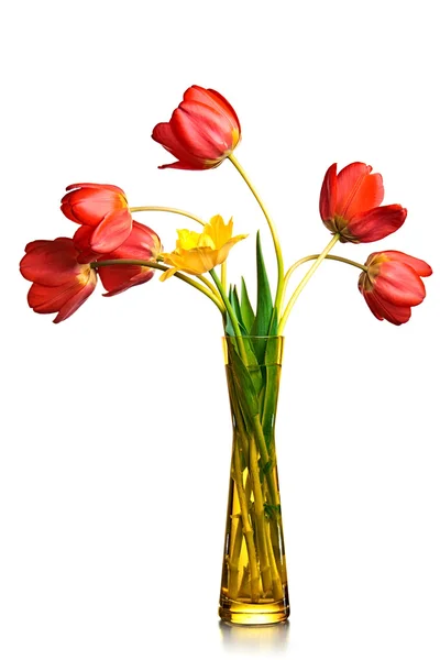 Czerwone tulipany — Zdjęcie stockowe