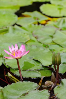 Lotus çiçeği.