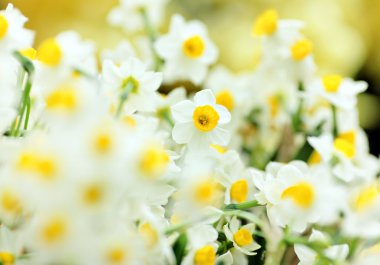 Narcissus flowers clipart