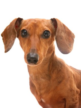 Dachshund clipart