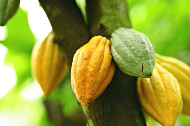 Cocoa pods clipart