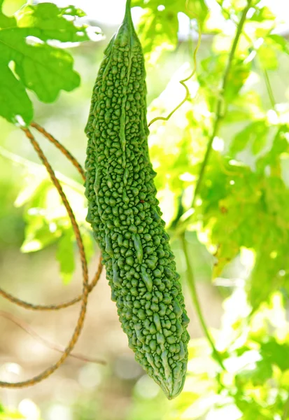 stock image Bitter melon on vine