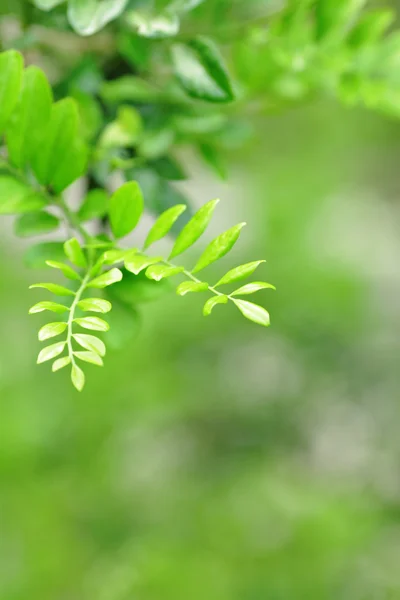초록 잎, 얕은 초점 — 스톡 사진