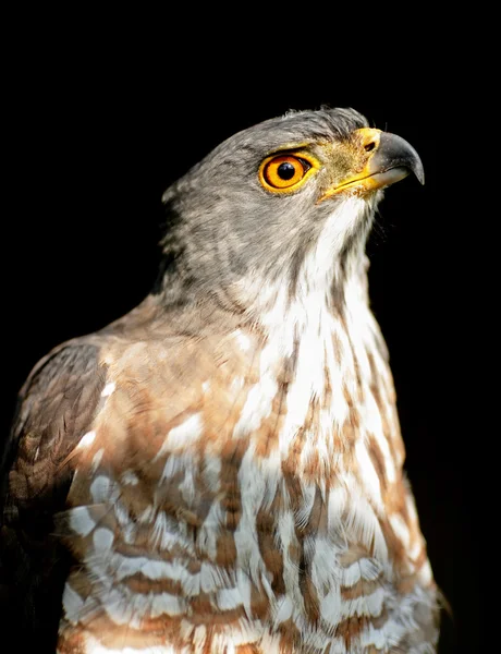 stock image Eagle bird