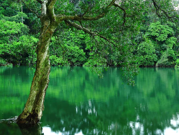 水の上のツリー — ストック写真