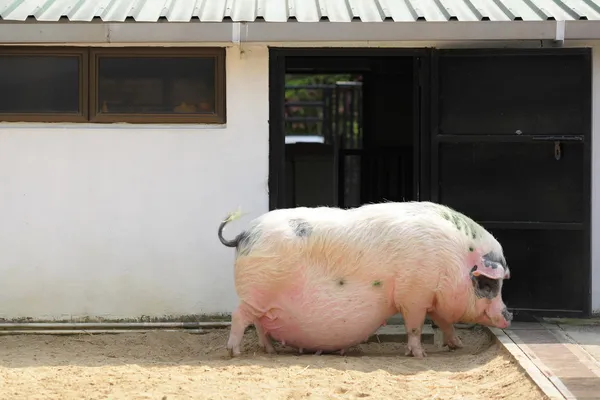 胖猪 — 图库照片