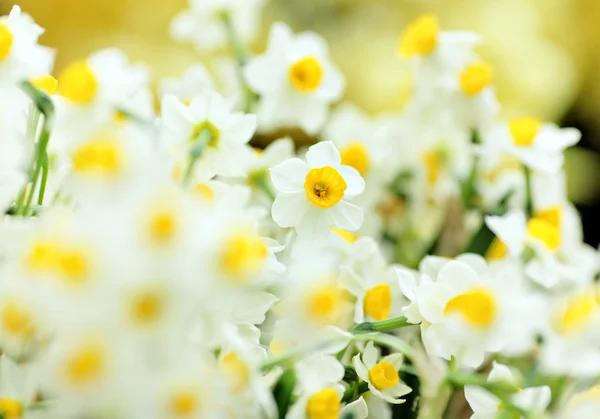 Νάρκισσος λουλούδια — Φωτογραφία Αρχείου