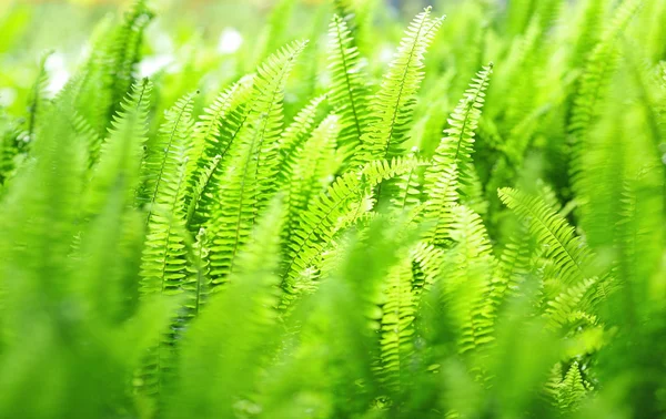Grüne Pflanze Hintergrund — Stockfoto