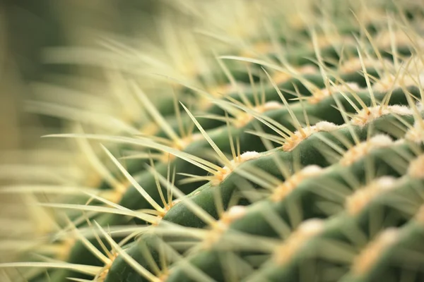 Cactus de cerca —  Fotos de Stock