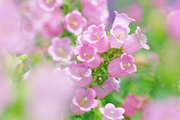 Pink flowers in spring time — Stock Photo, Image