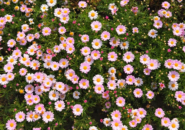 stock image Pink flower background