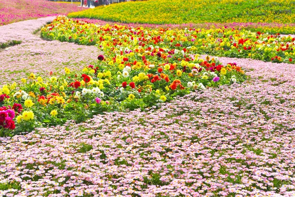 Campo de flores — Foto de Stock