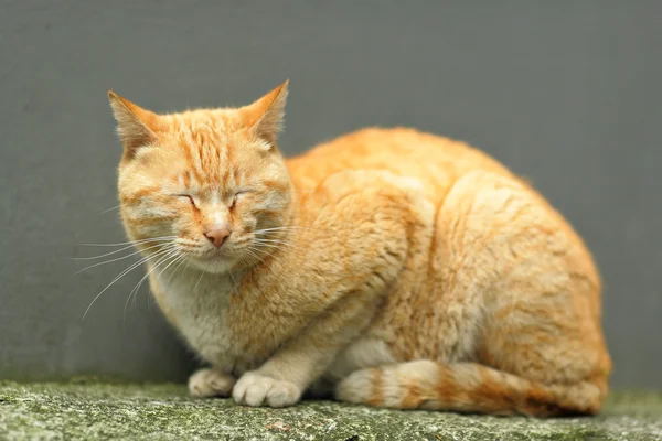 Şişko Kedi — Stok fotoğraf