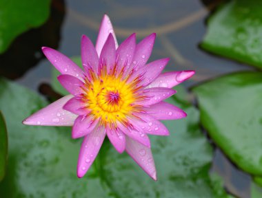 Lotus çiçeği.