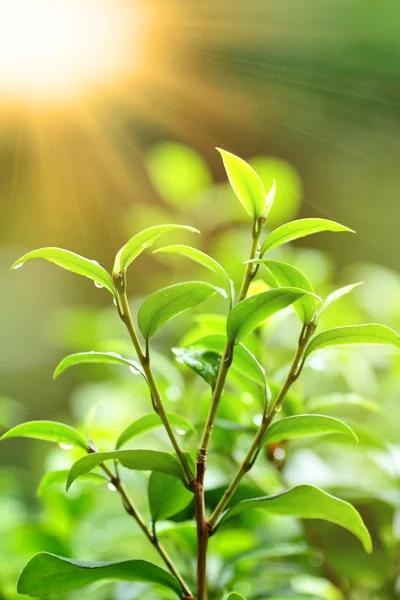 Свежее зеленое растение с лучами солнца — стоковое фото