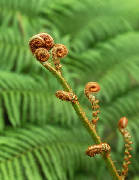 緑の植物 — ストック写真