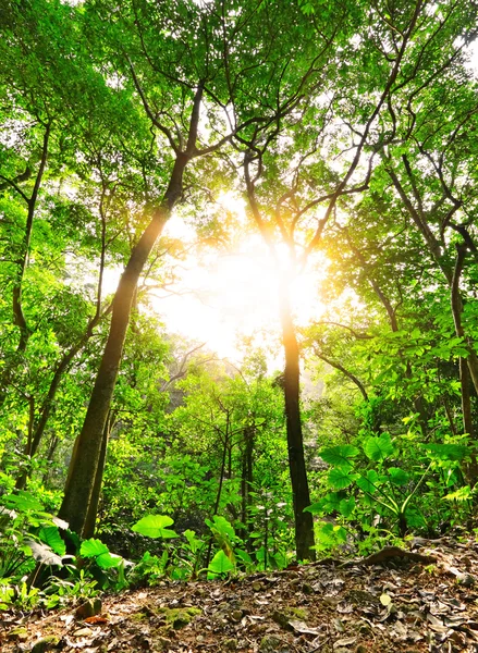 Manhã raio de sol brilhar através da floresta verde — Fotografia de Stock
