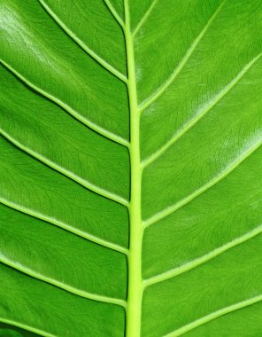 Leaf texture clipart