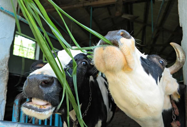 stock image Feeding cow