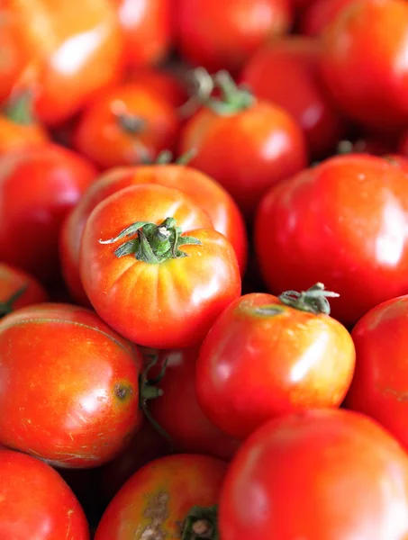 Bio-Tomate auf dem Markt — Stockfoto