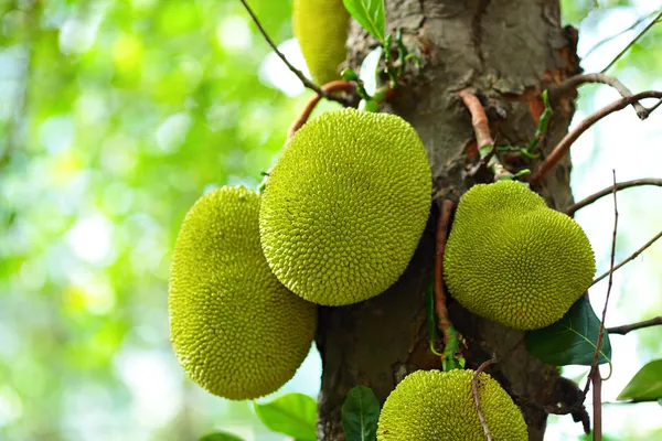 Jackfruit on tree — Stock Photo, Image